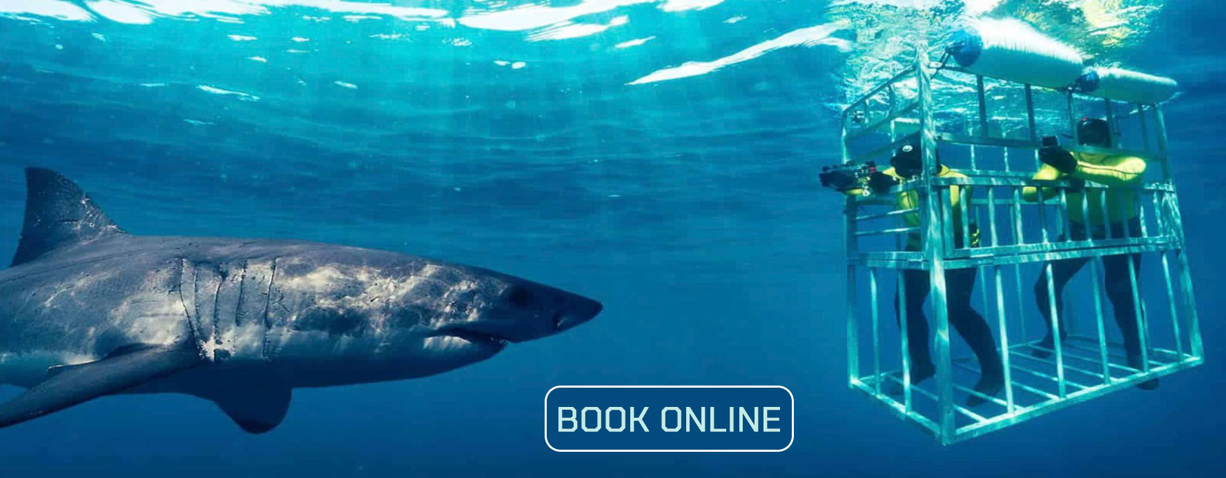 WSP shark cage diving book online