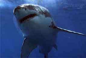 white shark mysteries